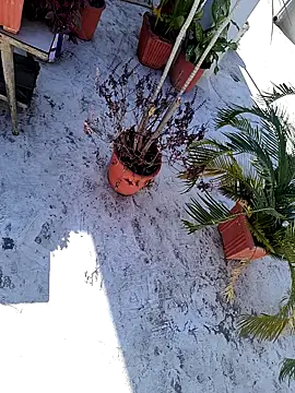 dreamers dick online show from 3, 1, 2025