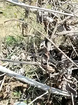 cute1gfbf online show from 5, 3, 2025