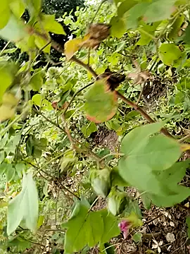 himvilohi08 online show from 24, 10, 2025