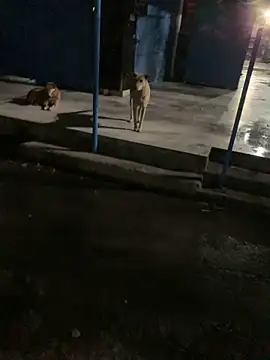 goluaryan online show from 7, 4, 2026