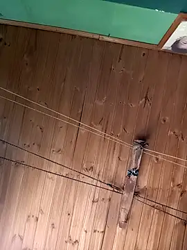 Snapshot of Ridick2025 chatting on 15, 11, 2025 Ridick2025 online show from 15, 11, 2025