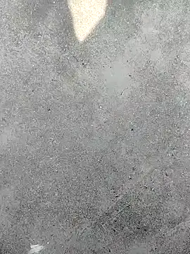 t2pnb online show from 4, 12, 2025