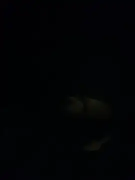 shakeweight online show from 18, 11, 2025