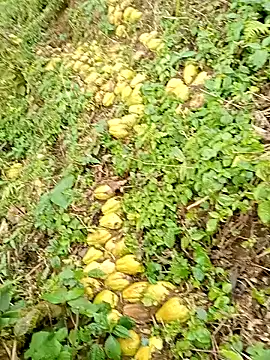 hera-00 online show from 13, 1, 2026