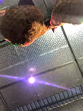 leehank01 online show from 15, 11, 2025