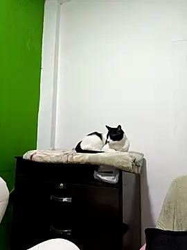 kate rosse02 online show from 11, 2, 2026