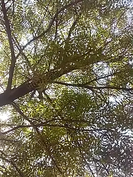 Snapshot of ipvk chatting on 8, 4, 2026 ipvk online show from 8, 4, 2026