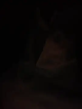 Snapshot of Halyy_xx chatting on 4, 3, 2026 Halyy xx online show from 4, 3, 2026