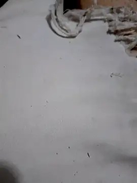 SALCEDO 041198 online show from 11, 10, 2025