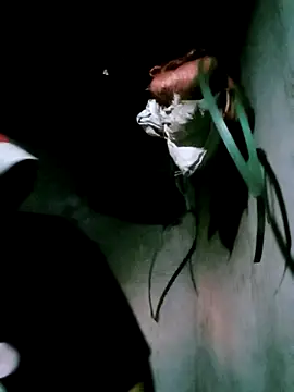 bae-bae online show from 6, 11, 2025