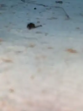 Ut kanchna online show from 26, 10, 2025