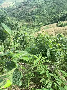 hi-hi-zz online show from 14, 11, 2025