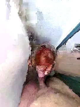 PorcelainDoll1 online show from 14, 1, 2026