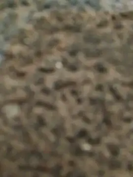 Orlao25cm online show from 12, 11, 2025