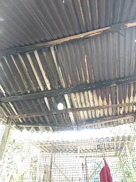 Squirrel-Pear online show from 20, 11, 2025