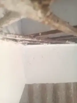 Pallu Asha online show from 17, 3, 2026