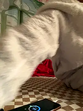 Yes-Baby-A online show from 6, 1, 2026