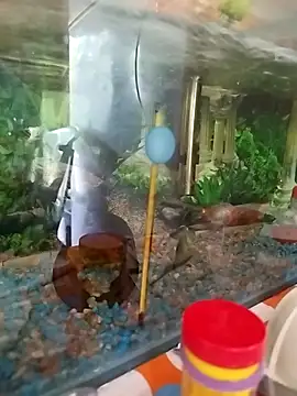 reynaafro93 online show from 18, 11, 2025