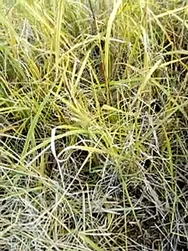 Snapshot of beba1100 chatting on 25, 11, 2025 beba1100 online show from 25, 11, 2025