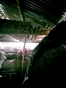 porimoi 505 online show from 15, 12, 2025