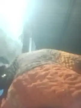 Pinki rajak online show from 11, 1, 2026