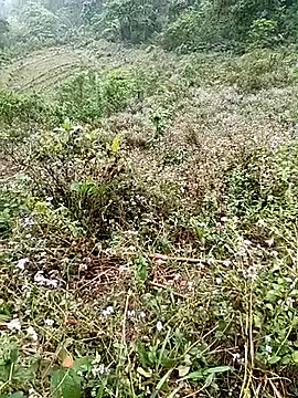 seacyre online show from 16, 4, 2026