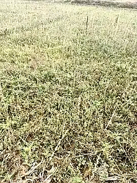 Snapshot of Sheela_Sex90 chatting on 6, 4, 2026 Sheela Sex90 online show from 6, 4, 2026