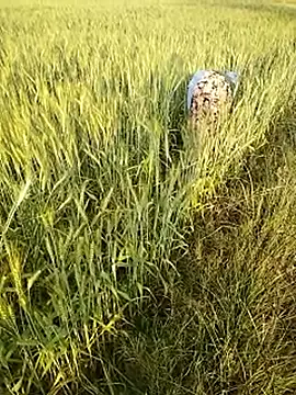 Snapshot of hornycouple20000 chatting on 21, 2, 2026 hornycouple20000 online show from 21, 2, 2026