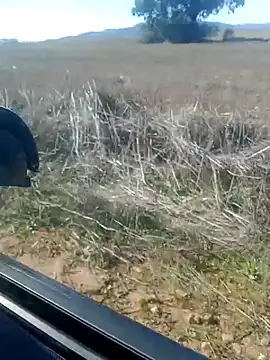 GanaderoMorboso online show from 14, 2, 2026