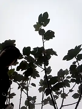 him220 online show from 7, 3, 2026