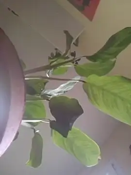 NickoHetero online show from 17, 1, 2026