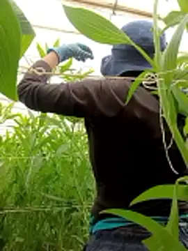 Abigail office online show from 13, 2, 2026