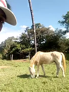 nego5628 online show from 8, 3, 2026