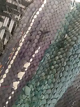 King night1 online show from 12, 4, 2026