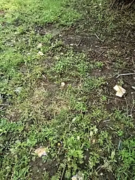 junedkhan99 online show from 4, 4, 2026