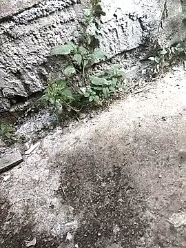 Snapshot of Rocky_pune chatting on 16, 4, 2026 Rocky pune online show from 16, 4, 2026