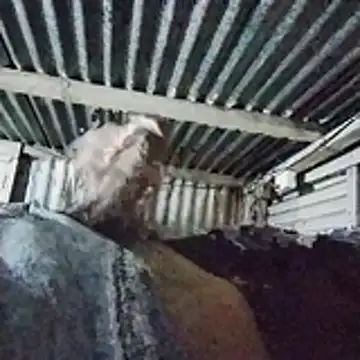 PUNEPLAYBOY2 online show from 20, 4, 2026