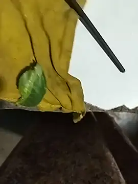 Snapshot of Nelly_x chatting on 18, 5, 2026 Nelly x online show from 18, 5, 2026