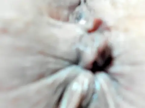 foxy-porn1 online show from 3, 2, 2025