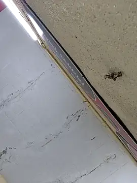 Vickyrajput009 online show from 16, 4, 2026