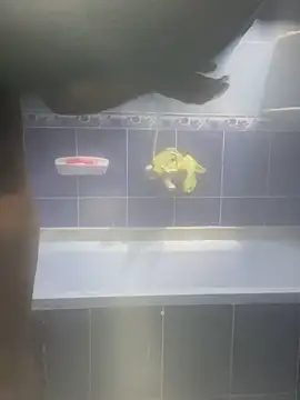 Arabien Pharaoh- online show from 12, 2, 2025