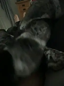 Furdale online show from 1, 4, 2026