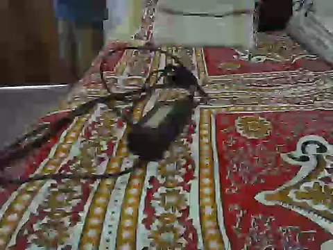 Roxy Hard online show from 8, 4, 2026