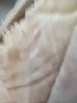 Comedordecu0289 online show from 20, 9, 2025