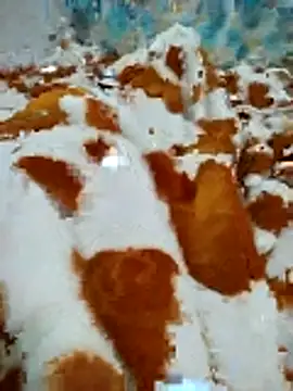 naghmi12 online show from 16, 4, 2026