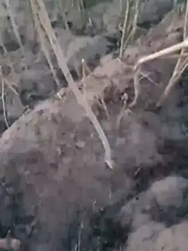 Snapshot of Sinewsex_pussylove chatting on 25, 3, 2026 Sinewsex pussylove online show from 25, 3, 2026