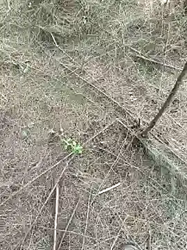 Gopal1243 online show from 15, 2, 2025