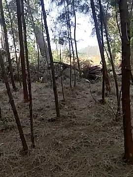 Gopal1243 online show from 26, 2, 2025